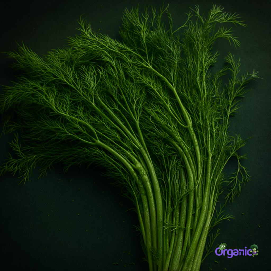 Organic Herbs - Dill (25g) Australia