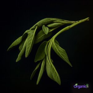 Organic Herbs - Sage (25g) Australia