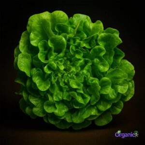 Organic Lettuce - Green Oak (250g) Australia