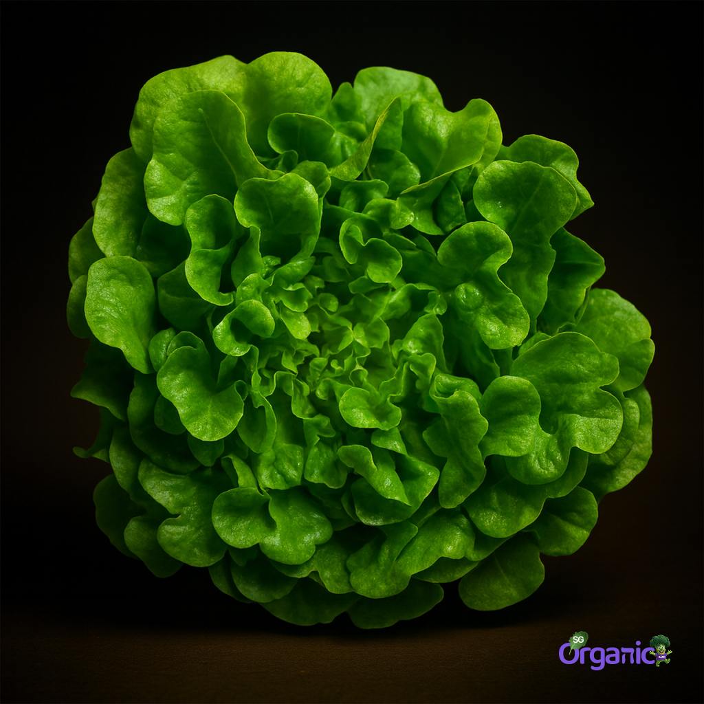 Organic Lettuce - Green Oak (250g) Australia