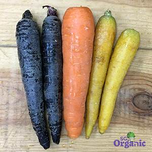 Organic Carrots - Rainbow (500g) Australia - Image 2