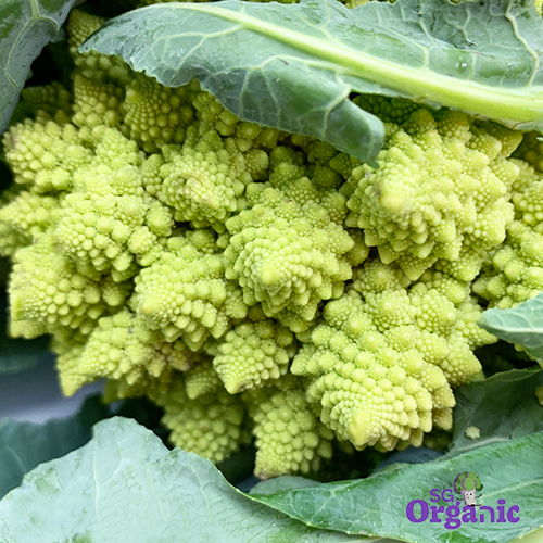 Organic Cauliflower - Romanesco (500g) Australia - Image 2