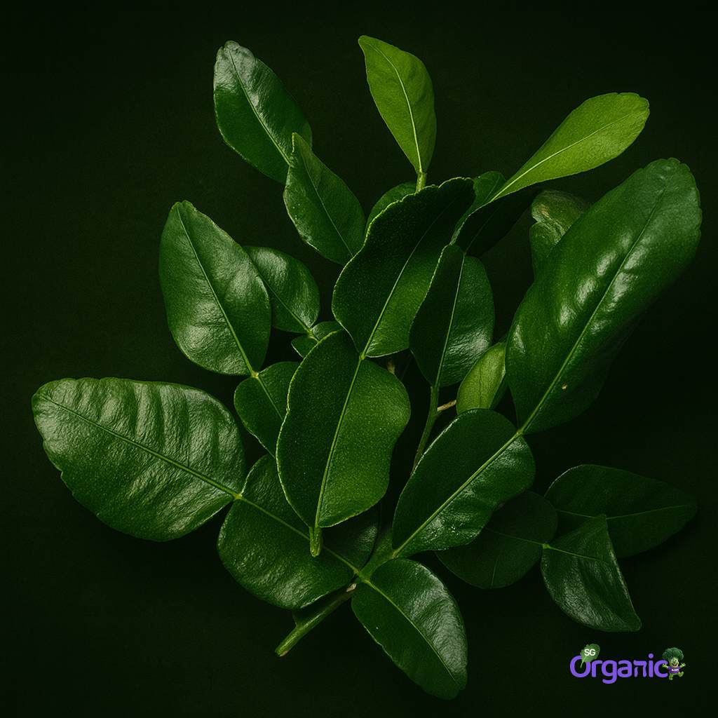 Organic Herbs - Kaffir Lime Leaves (25g)