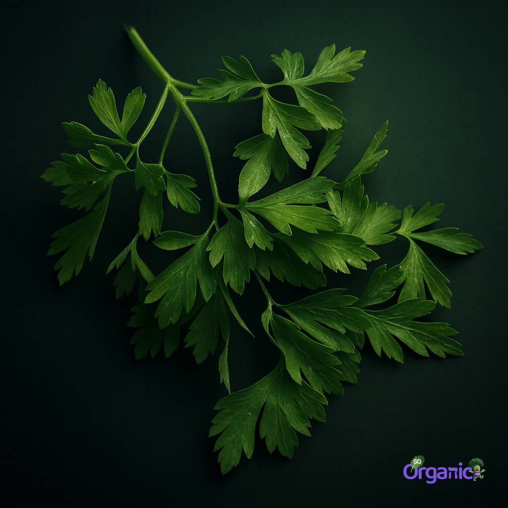 Organic Herbs - Parsley, Flat (25g) Australia