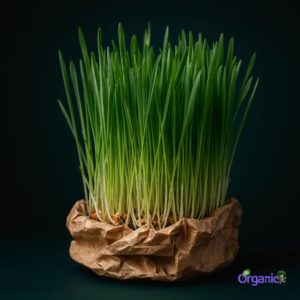 Organic WheatGrass (100g) Australia